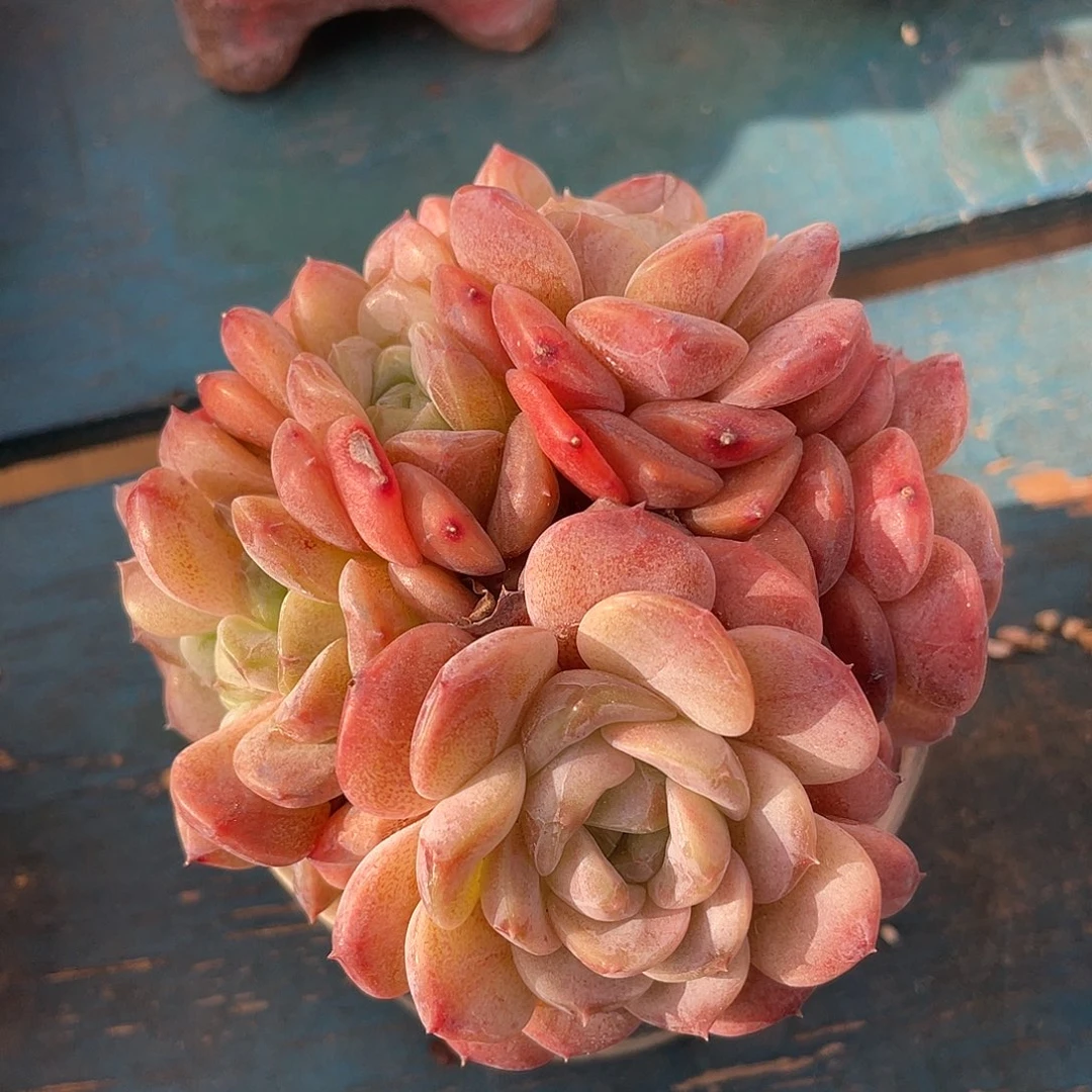 冰魄群生多肉植物一物一拍