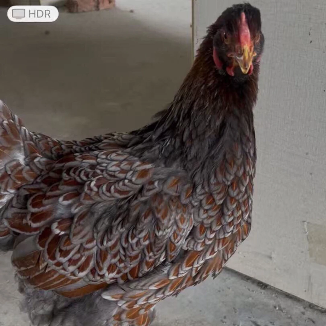 宠物鸡，鱼鳞鸡。六个月大