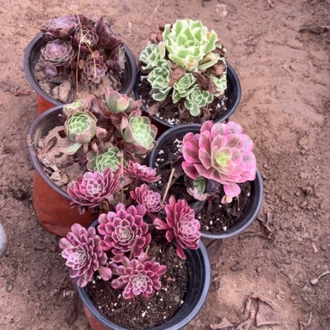 213多肉植物组合，