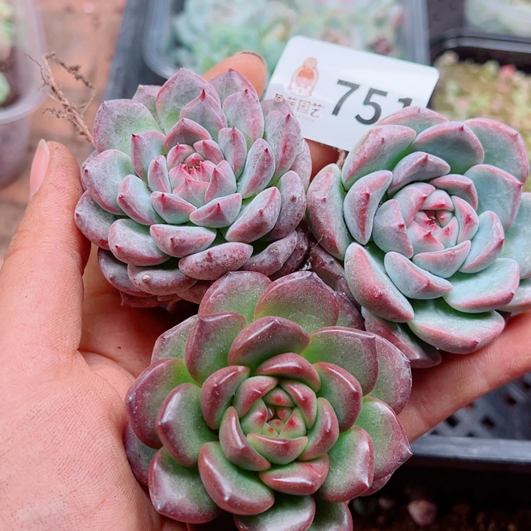 多肉植物多肉植物