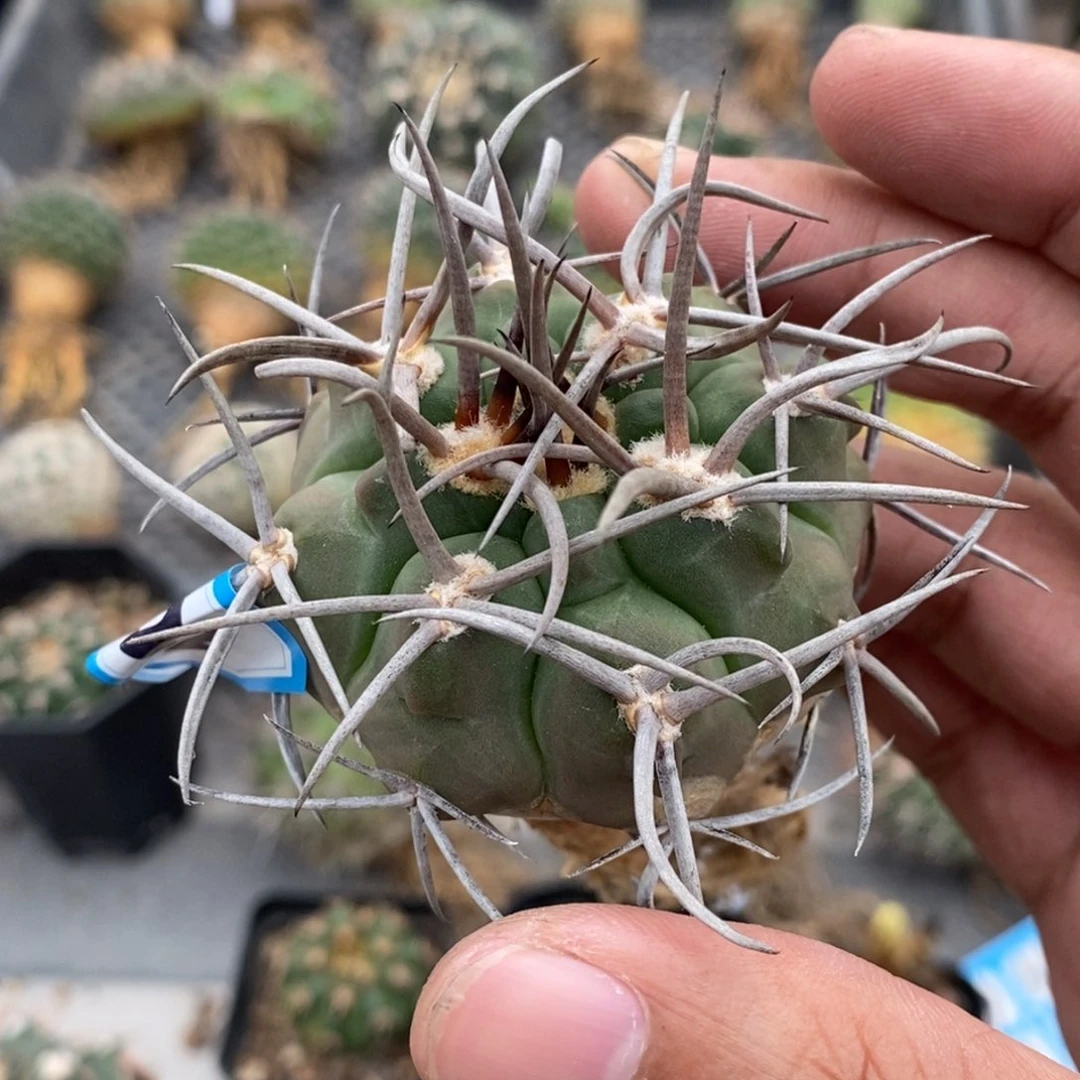 植播园艺622守金摩天龙