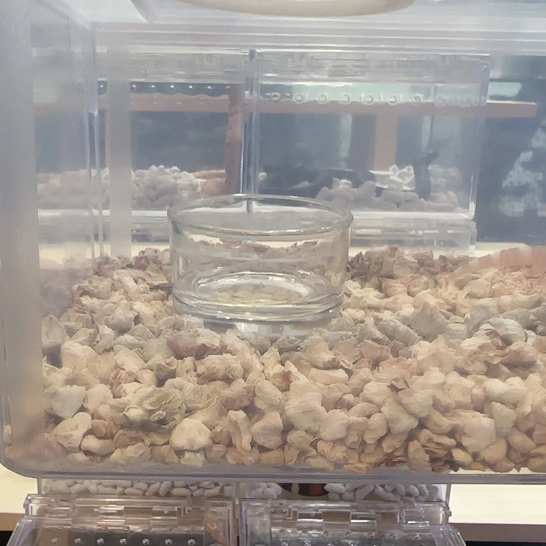 豹纹守宫精品沙漠王