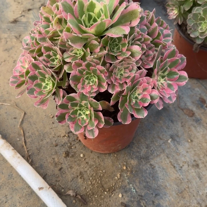 19-19粉玲珑多肉无售后