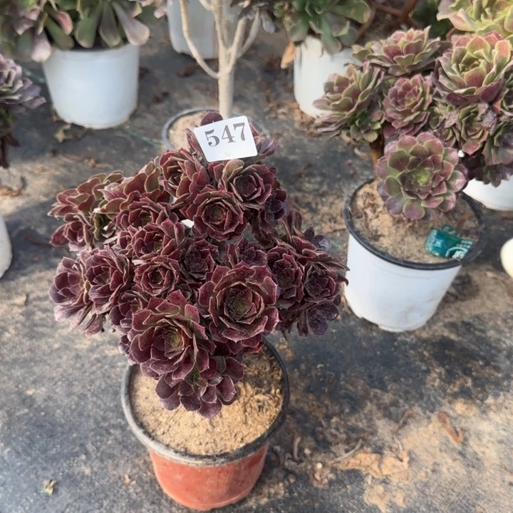 547两单包邮荷兰原叶。