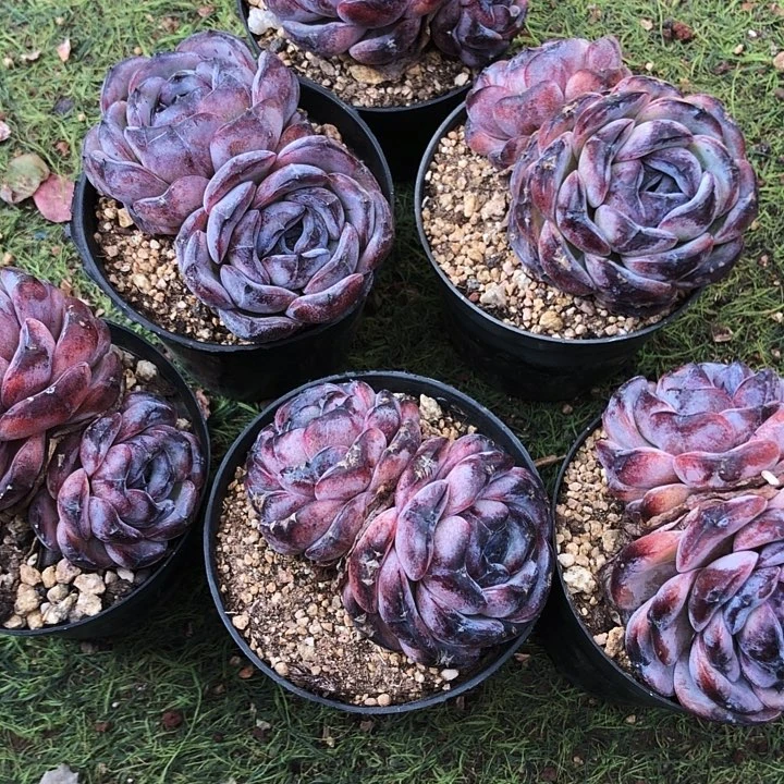 黑橙2头多肉植物