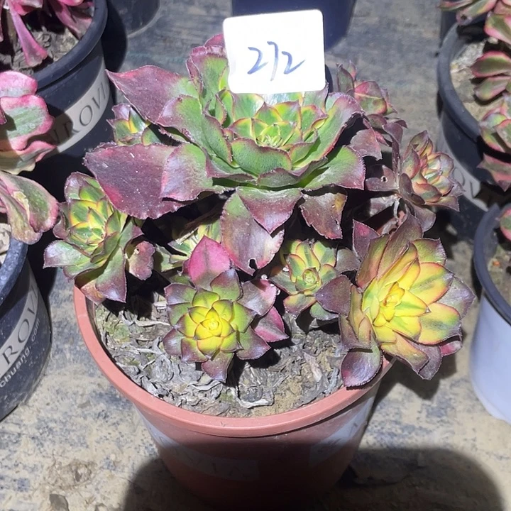 法师植物魅影法师272