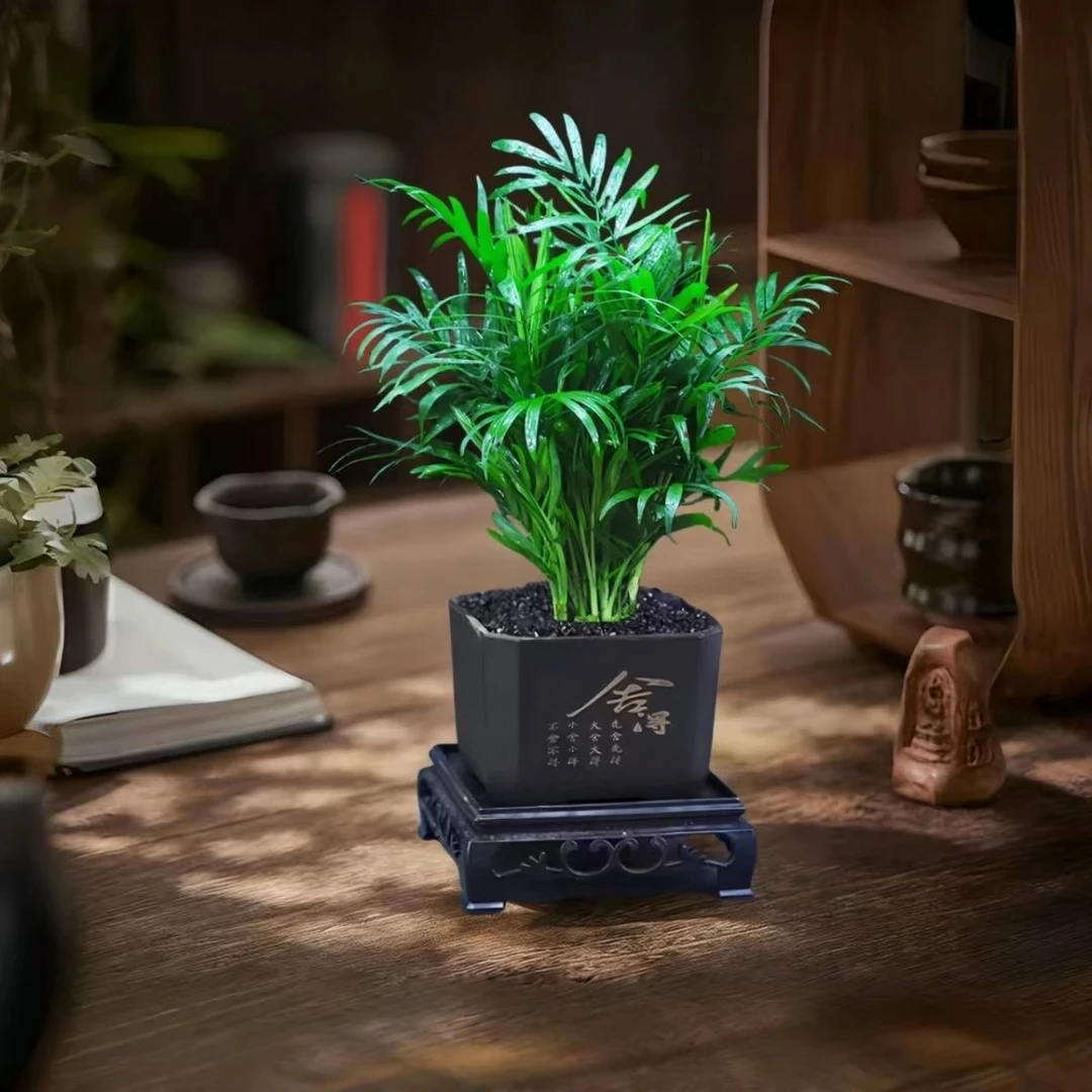 袖珍椰子盆栽室内耐阴植物可净化空气适合办公室摆放