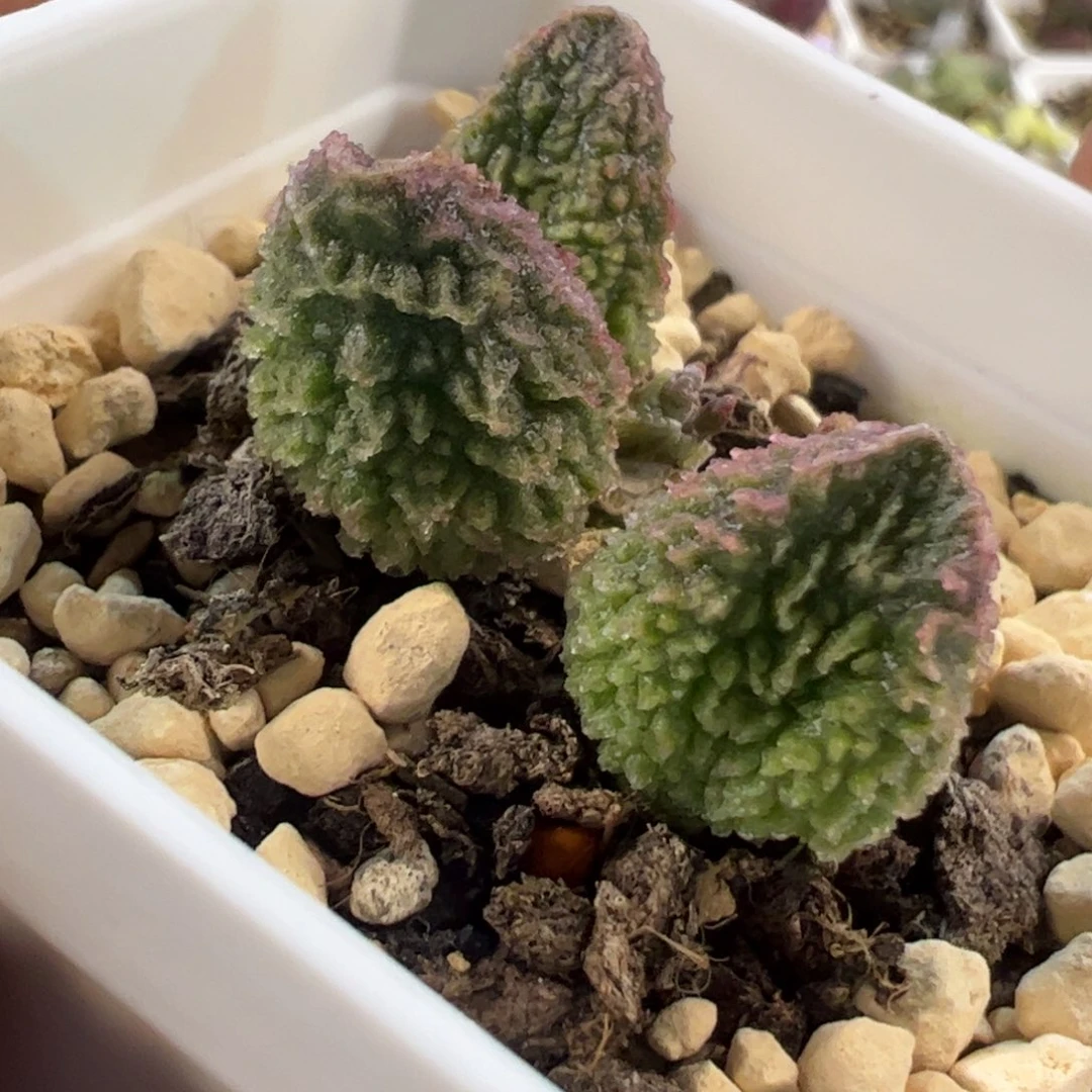 实生新品多肉植物水泡桩子多肉