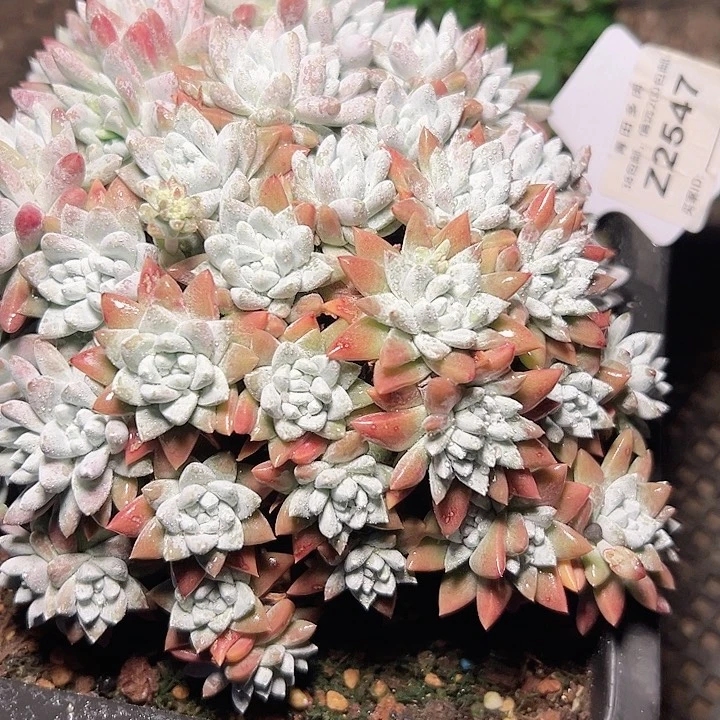 青**尼小鹿多肉一物一拍2547