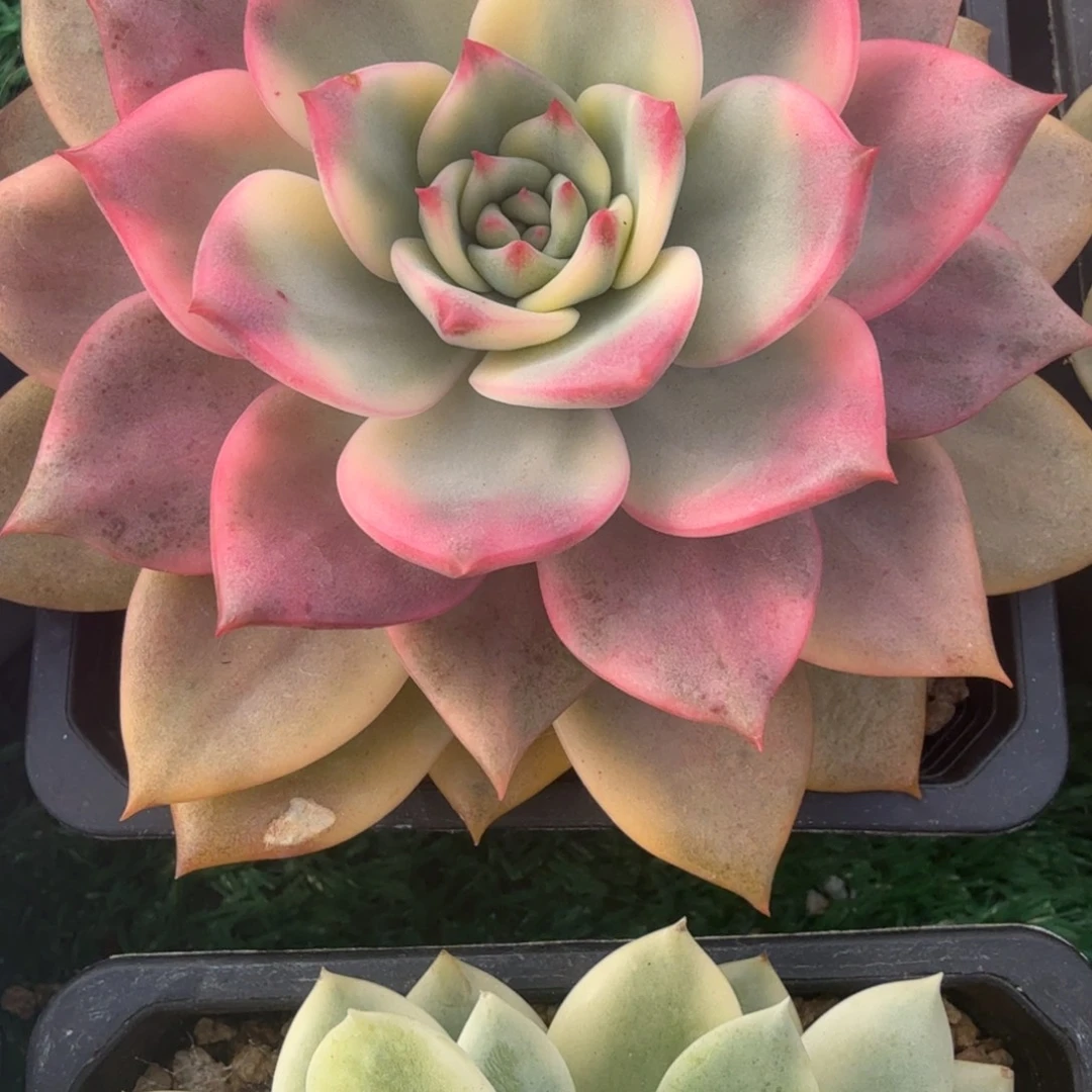 卡梅拉锦多肉锦植物