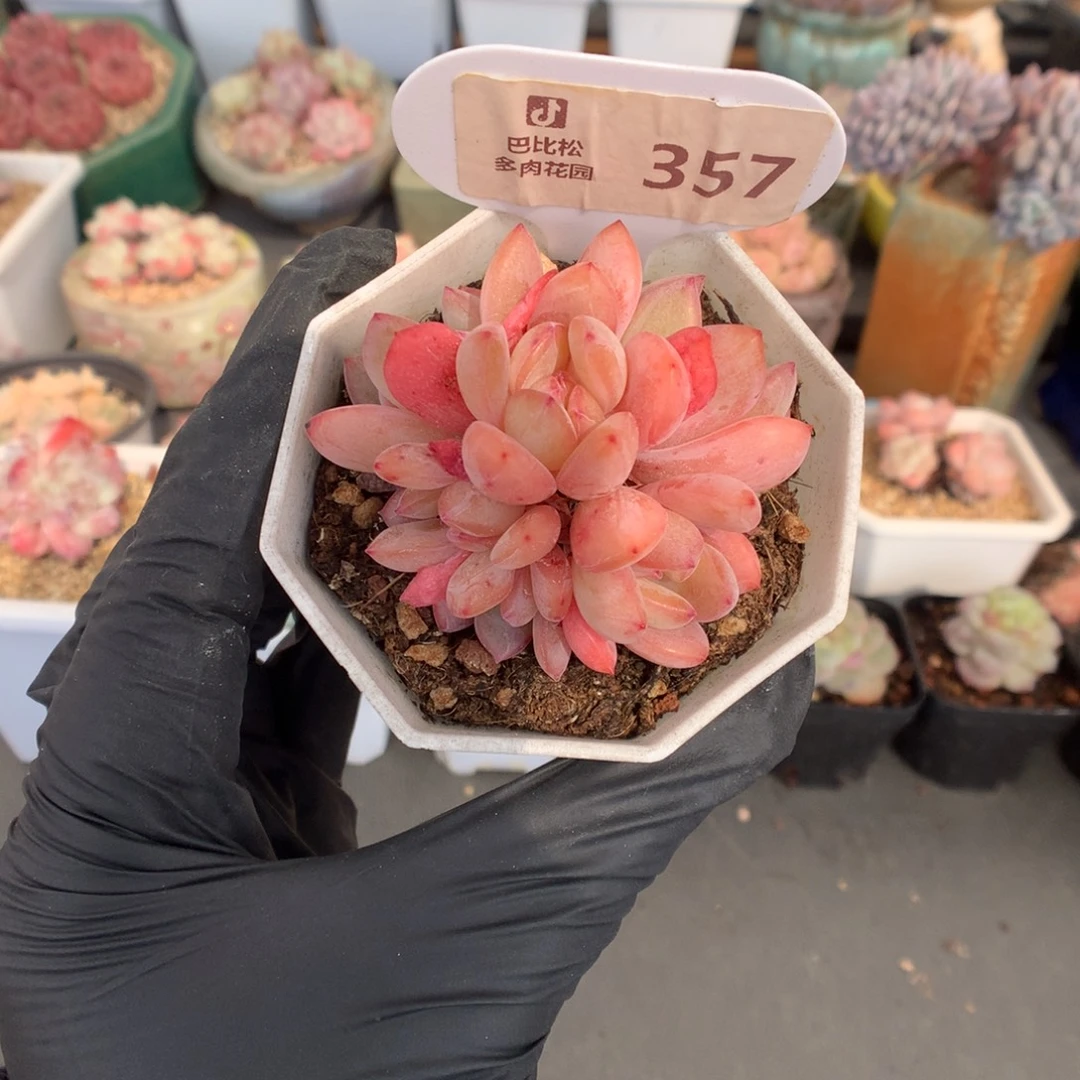 357 全明星多肉多肉