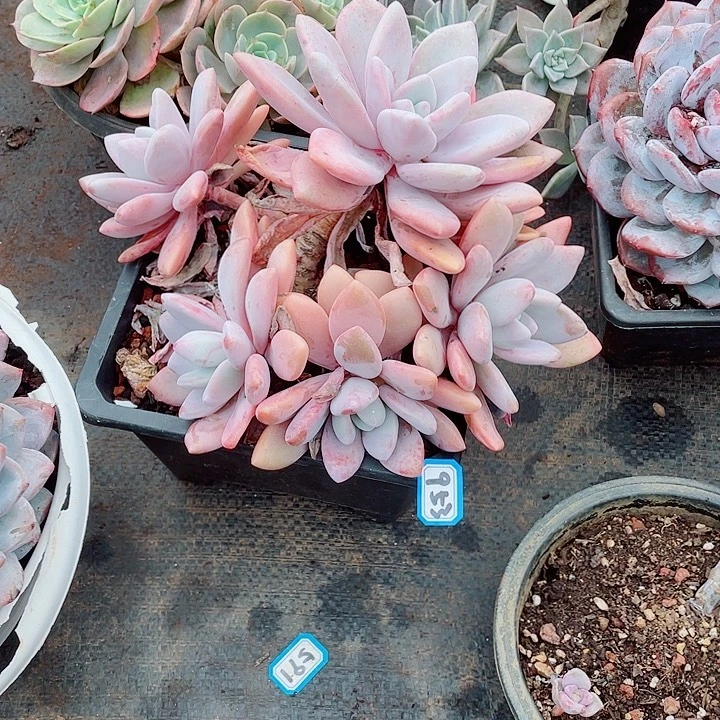 953粉兔 一物一拍多肉