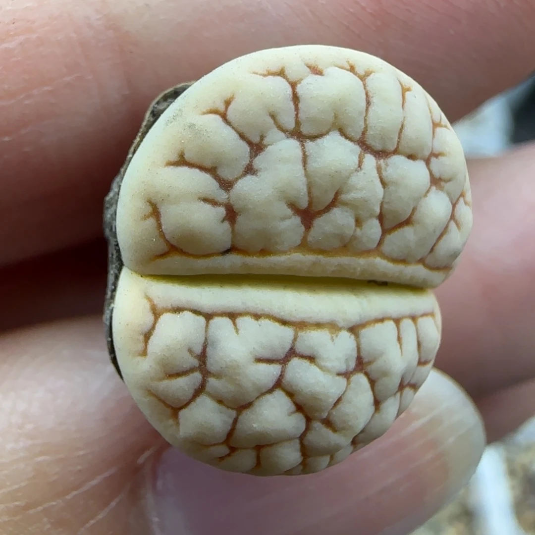 26脑纹189 清框福利30包邮