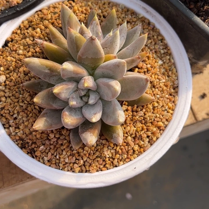 杜里万莲 夏鸣园艺