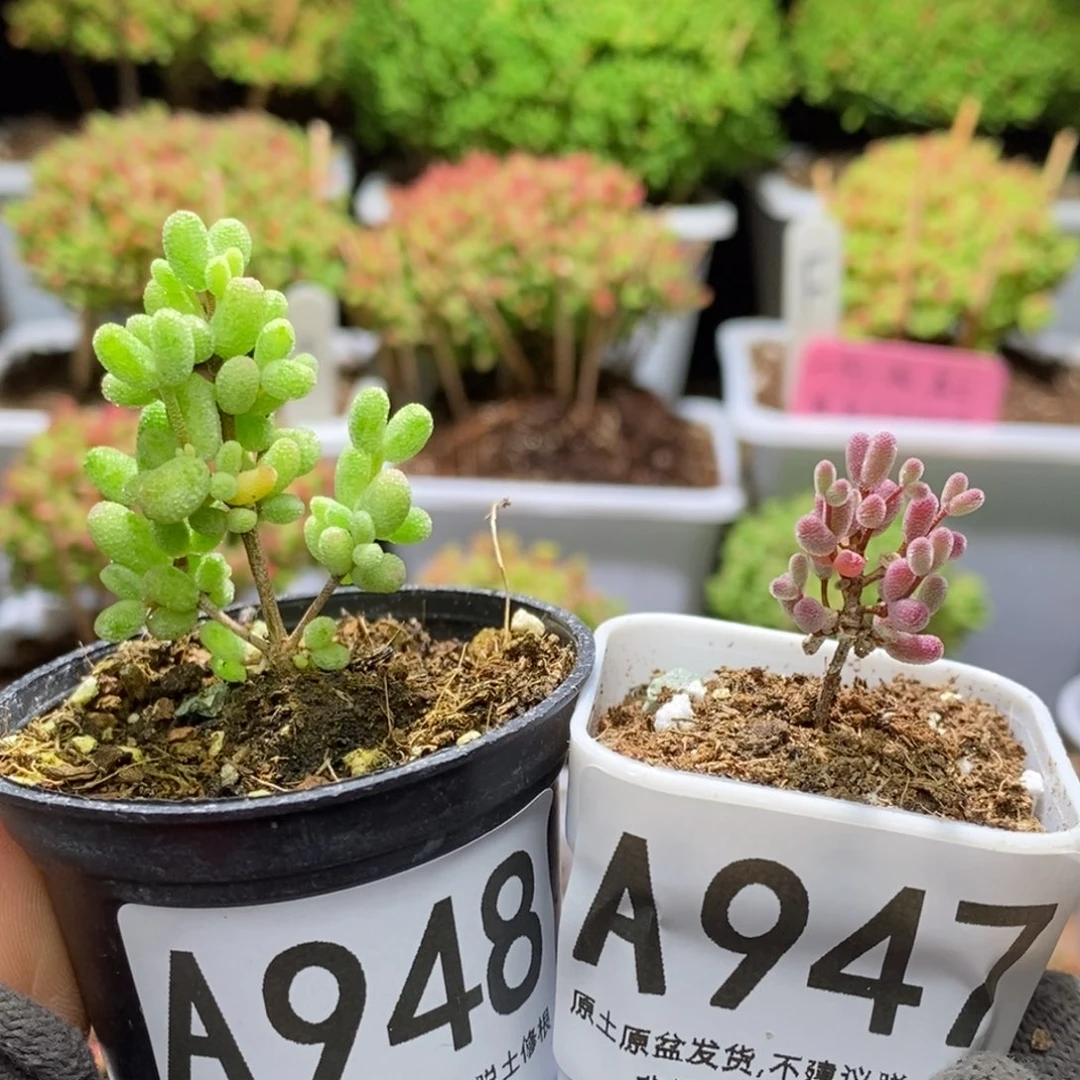 要*嘻白糊斑A948实生糖球A947