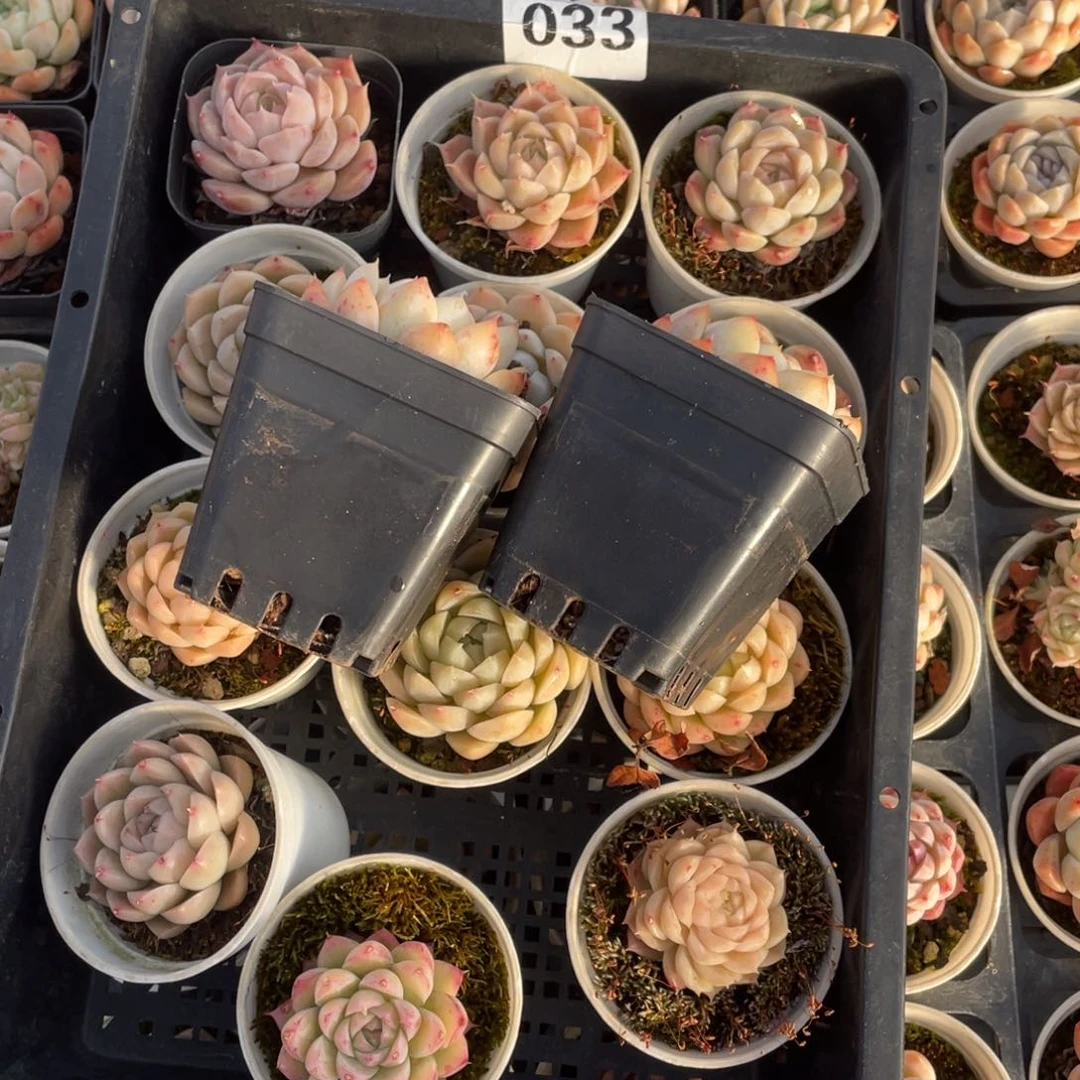 多肉植物十四个033