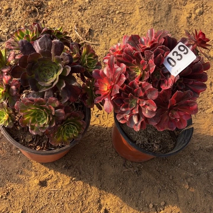 组合2颗多肉植物039