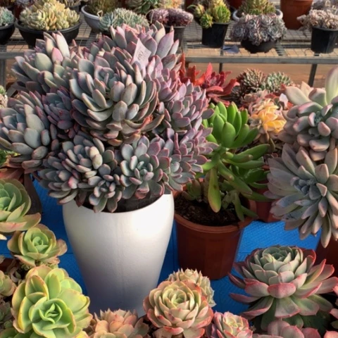 阿****龙1369灰姑娘多肉