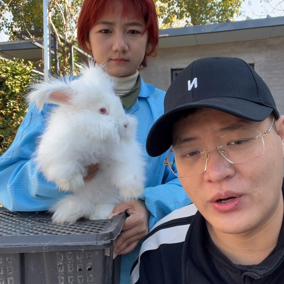 双血统英系安拉兔子