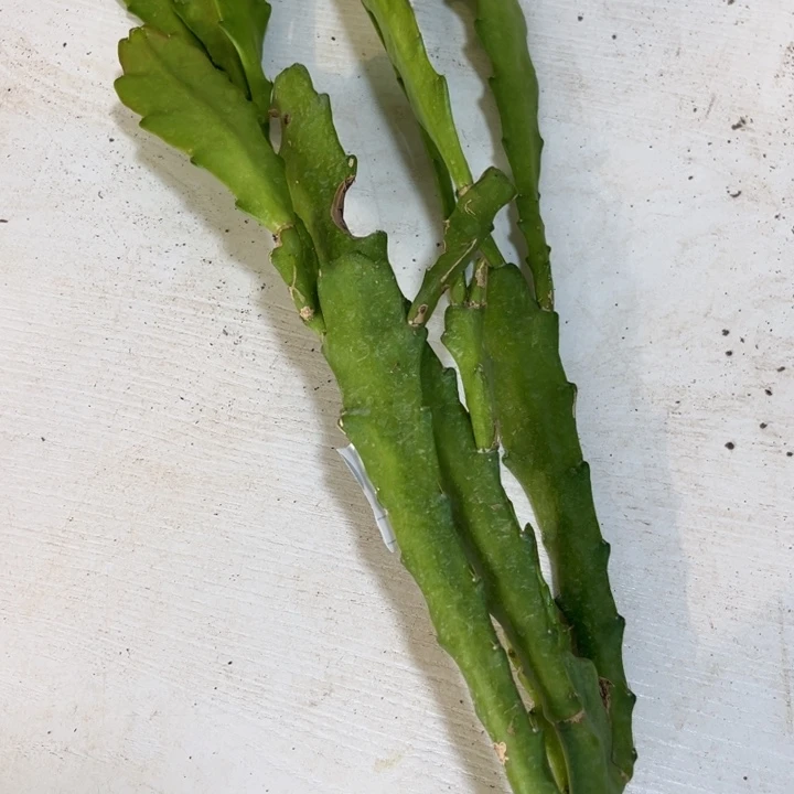 当前无花栽培后可以开花871