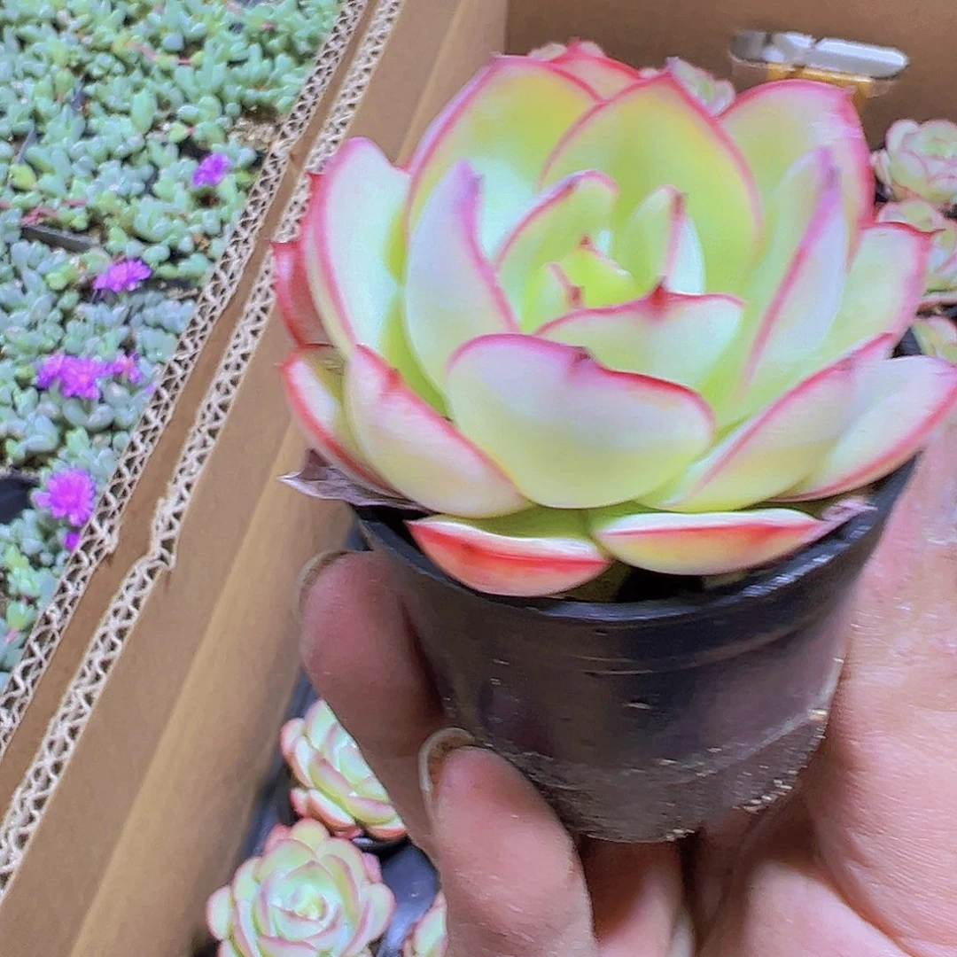 牡丹亭19包邮多肉植物