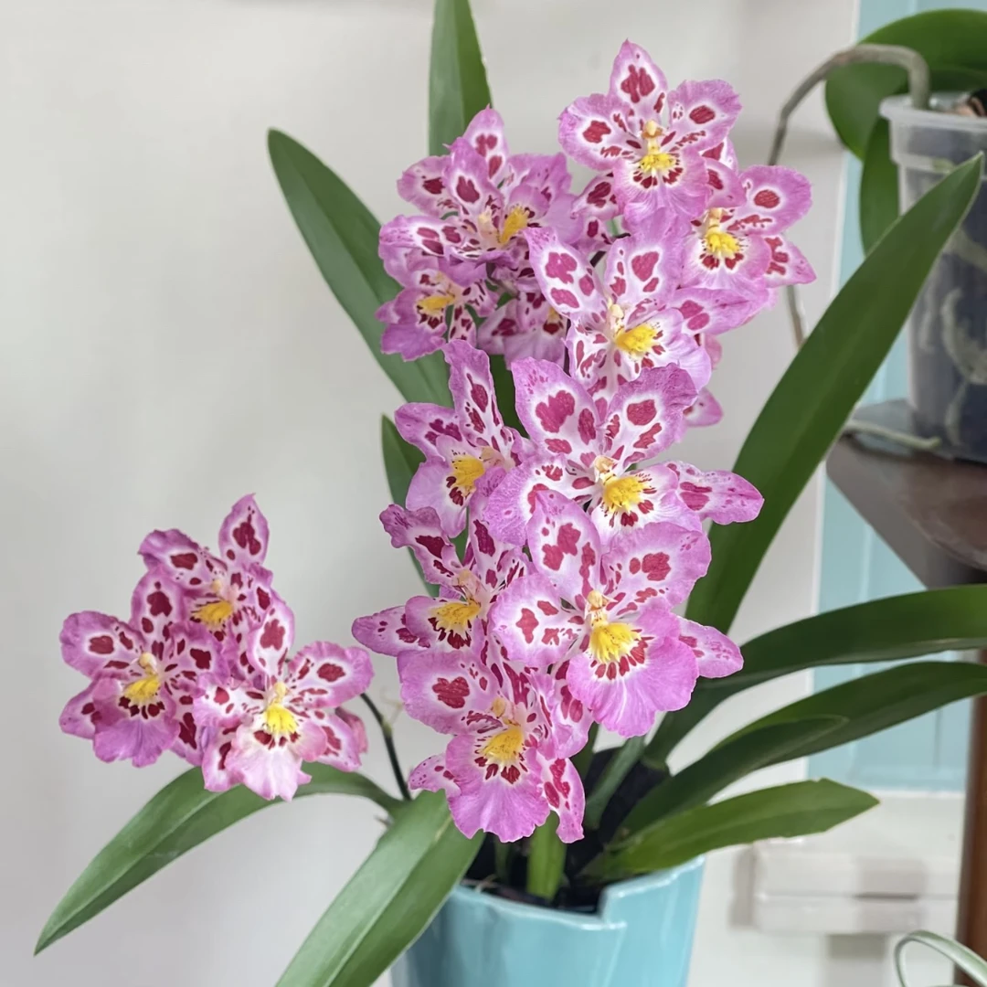 豹斑宝石 文心兰花卉绿植盆栽室内兰花苗带花剑发货