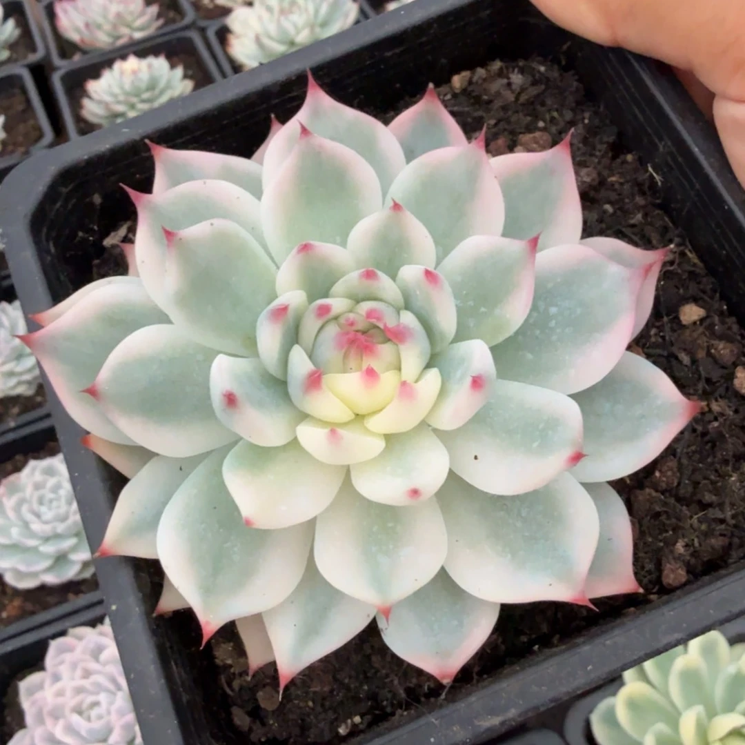 吉娃娃锦一刻潜力股10公分