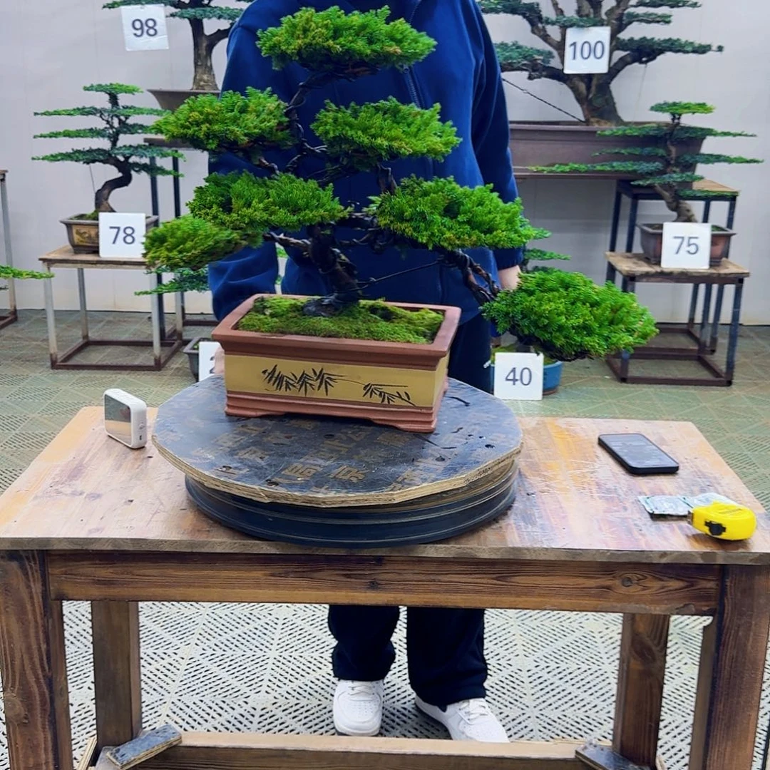 无花朵柏树造型盆景
