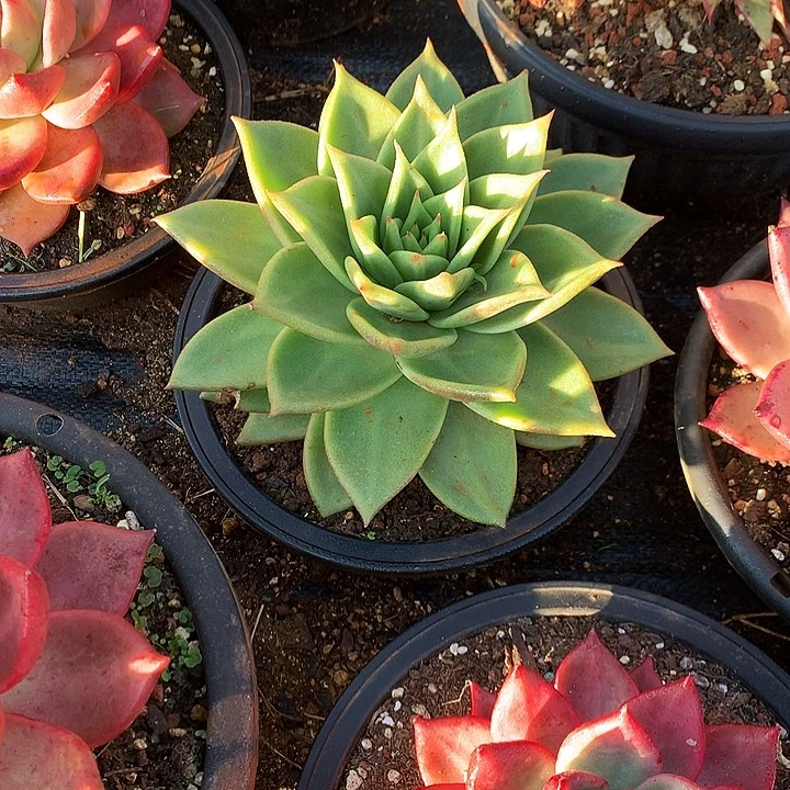 美肉特价活动开始啦