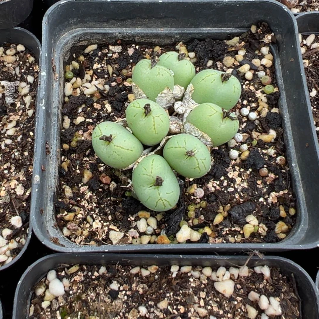 19-97肉锥多肉植物，