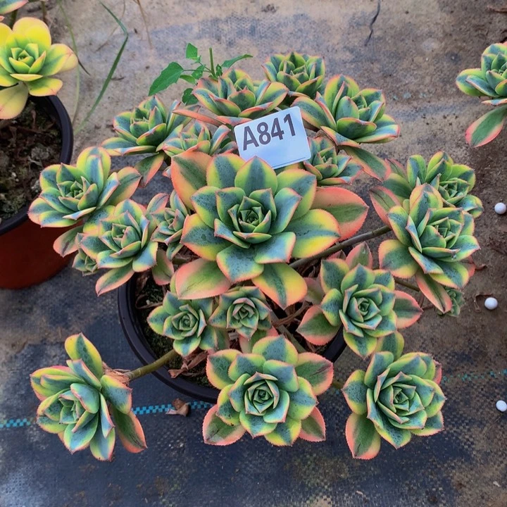 过***人841星爆。