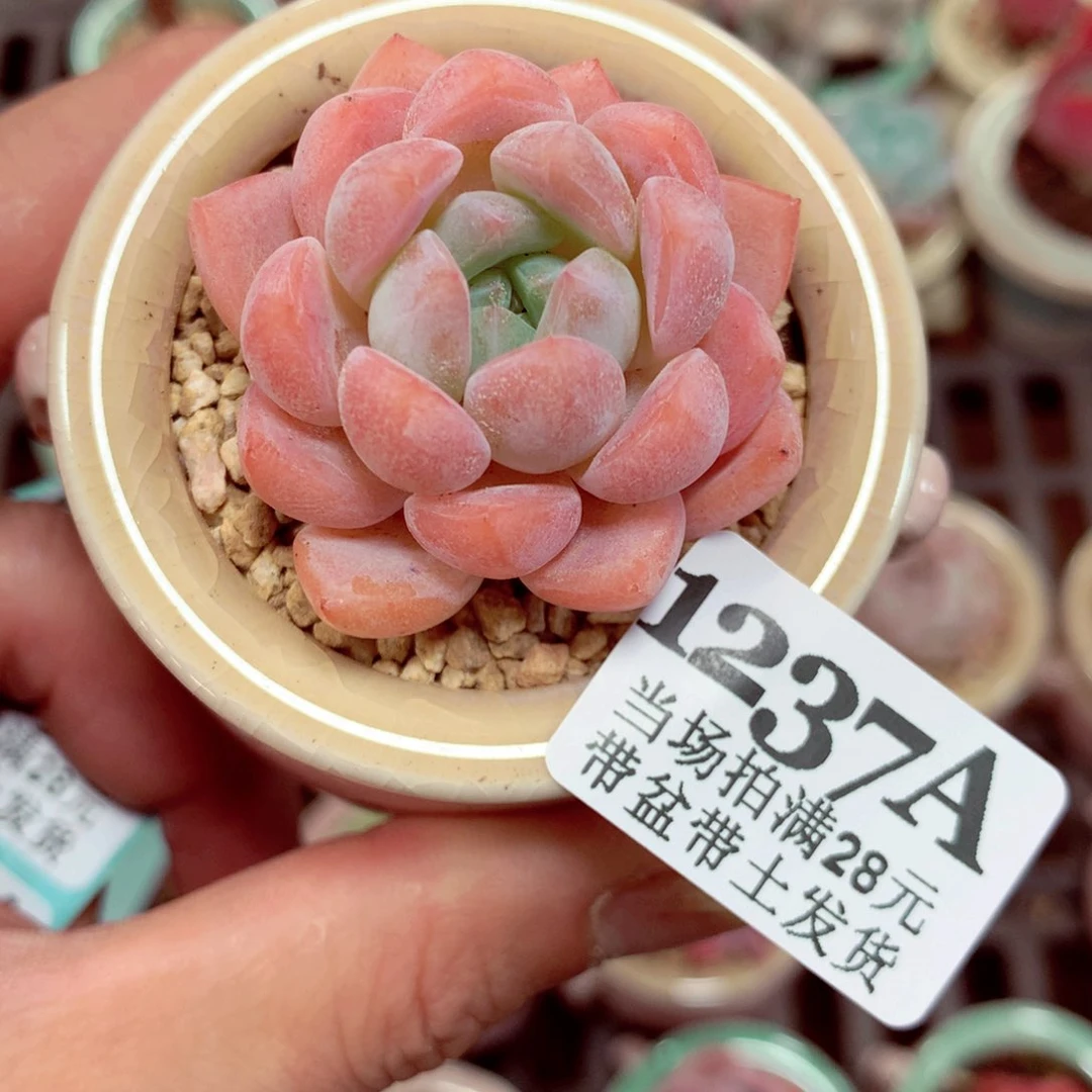 5厘米盆精控多肉1237