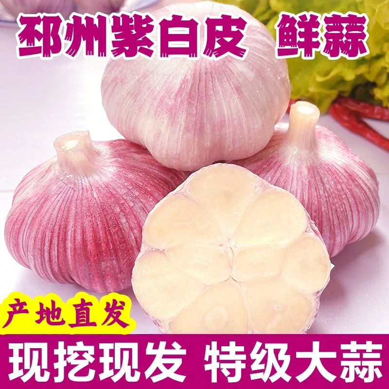 【整箱5斤】2025现挖新鲜紫皮大蒜头可做糖醋蒜当季嫩蒜田间直发