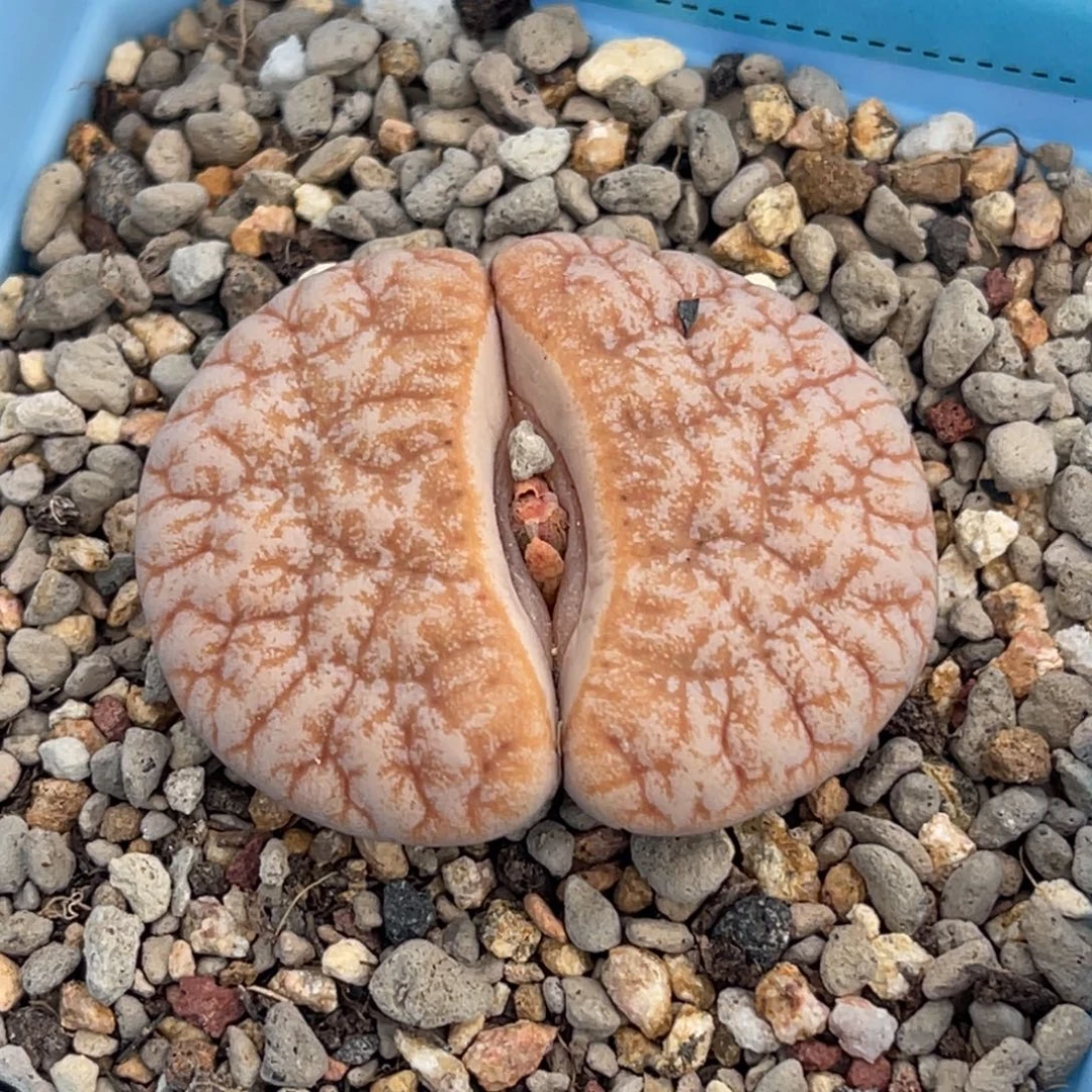 8208山脉拿铁一颗