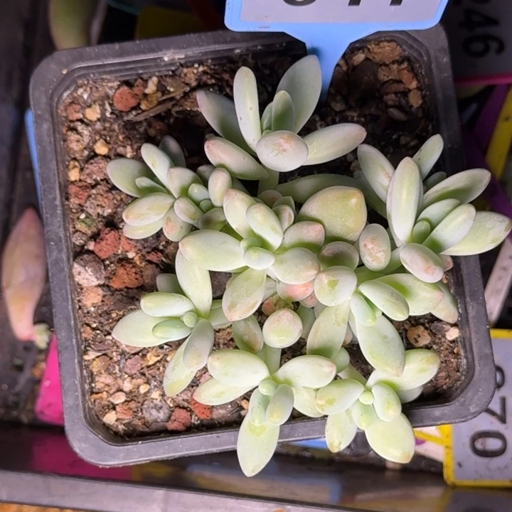 多肉植物白兰地041