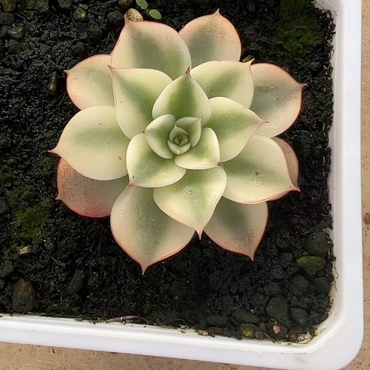 斗牛士锦多肉植物