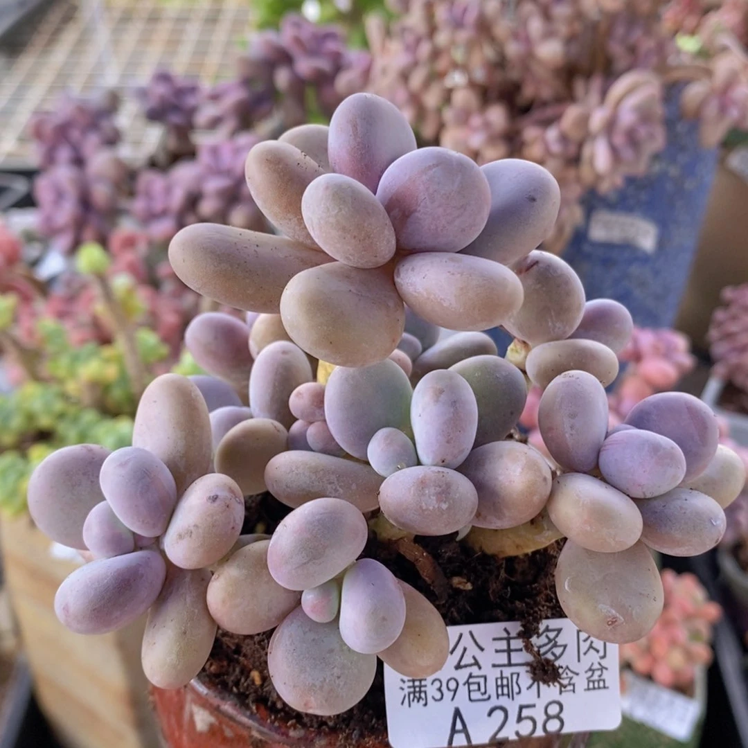 水光针奶酪群10cm258多肉植物