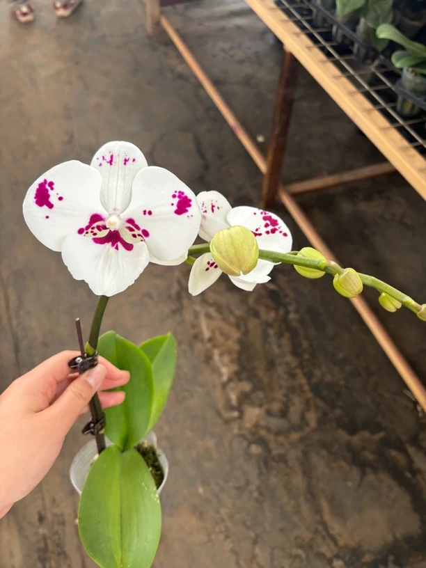 大乳牛——蝴蝶兰 开花发货 室内绿植