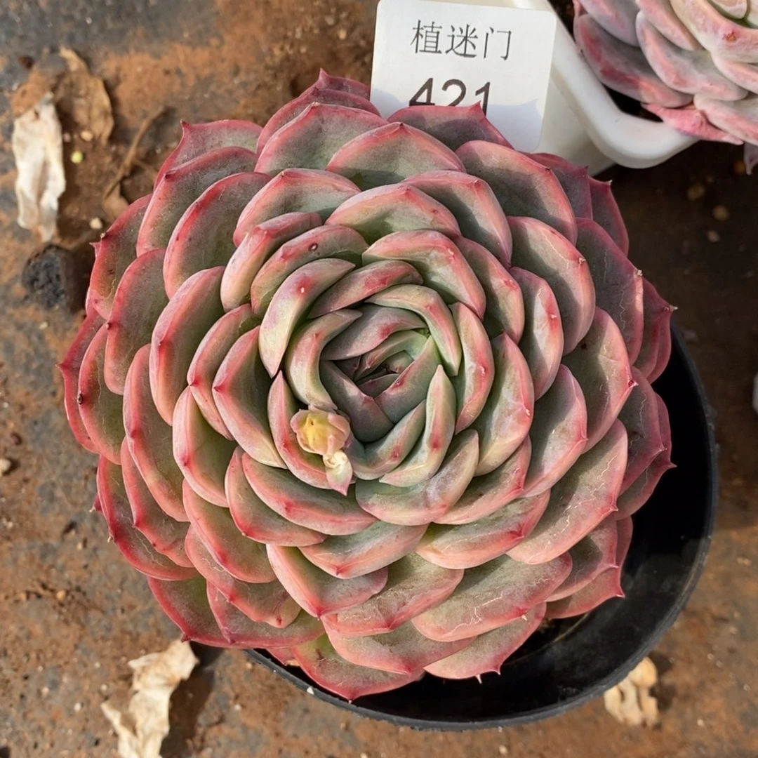 暖*。杂交精品多肉421