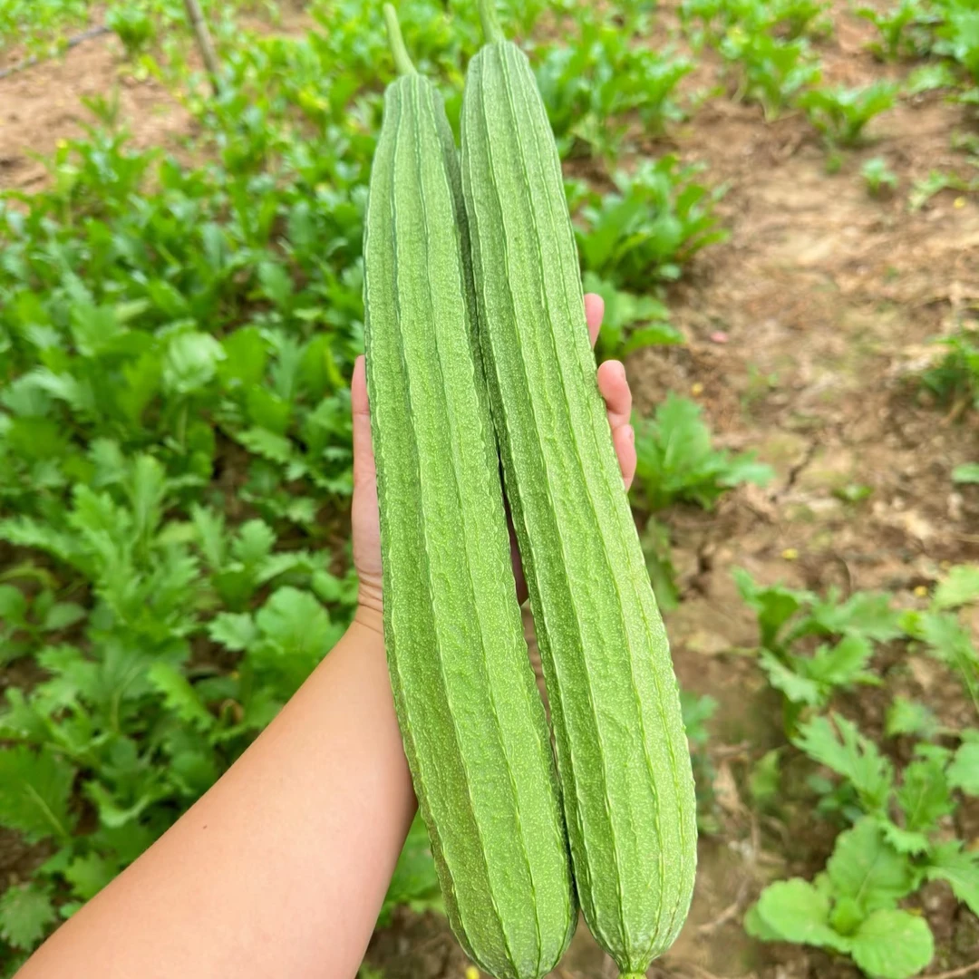 广西新鲜丝瓜棱角丝瓜八角瓜新鲜现摘大肉甜丝瓜农家当季蔬菜现货