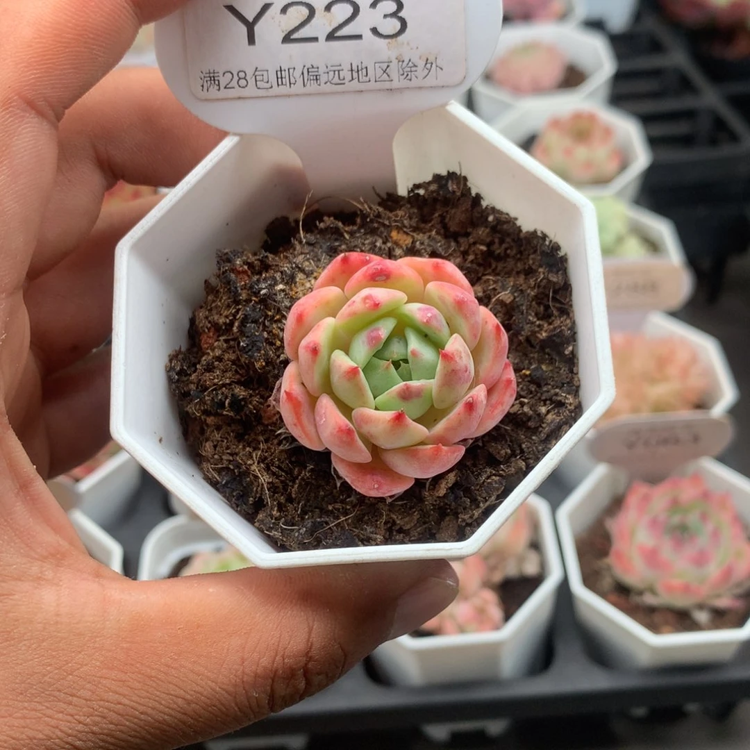 0223海棠花3.5厘米
