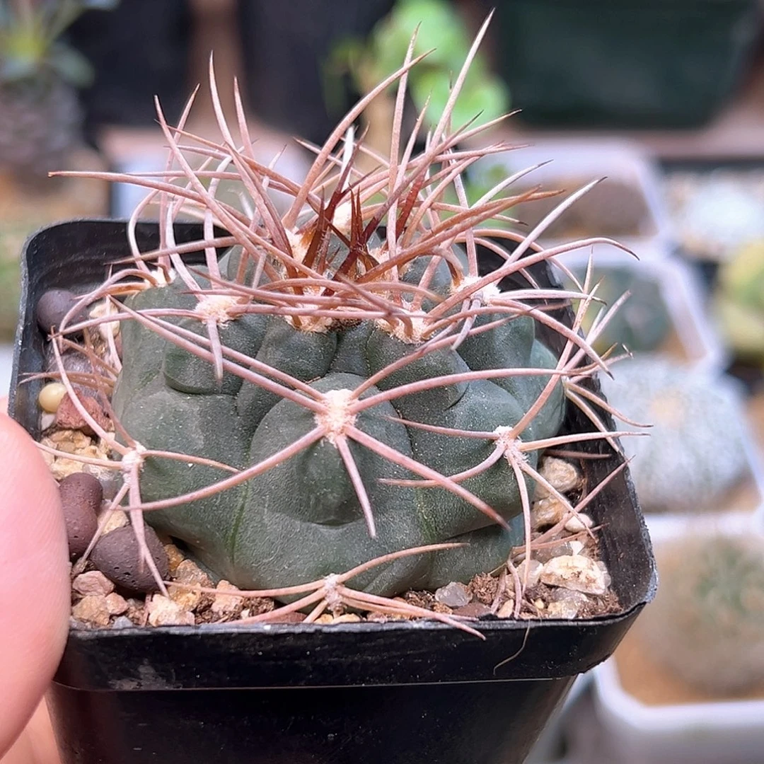 卷刺裸萼实生球5.3CM