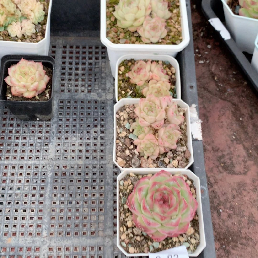 星***星无花朵S82英语英语