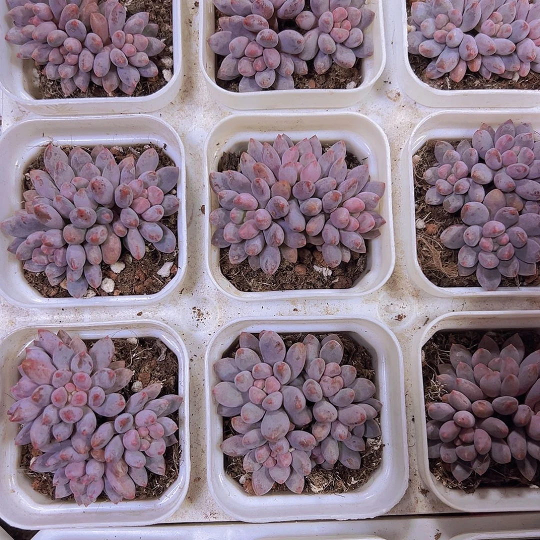 蓝舌香水群19包邮多肉植物