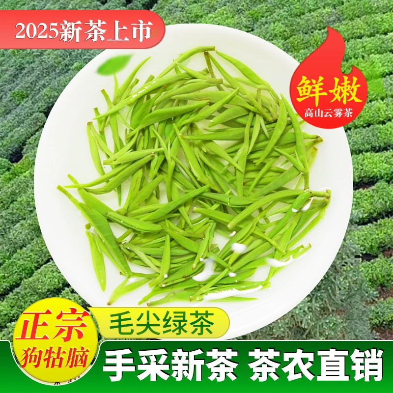 2025新茶江西遂川正宗原产地狗牯脑绿茶高山云雾单芽特贡粟香毛尖