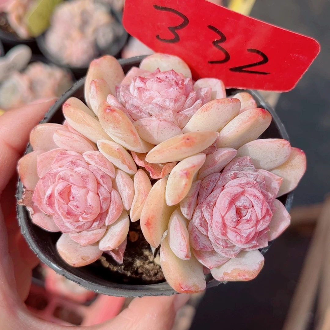 332号小老桩玉凝群