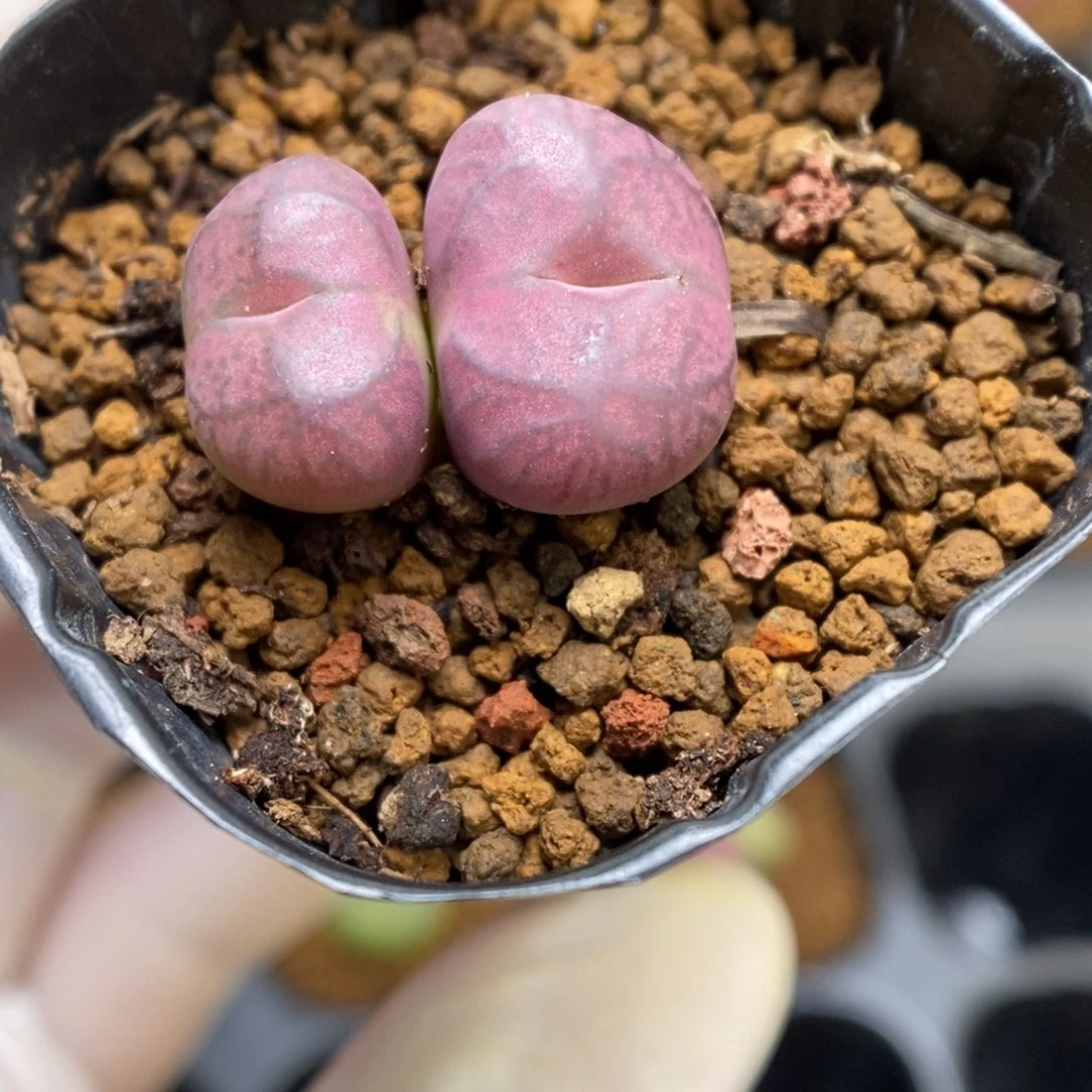 多肉植物肉锥杂交K-1032