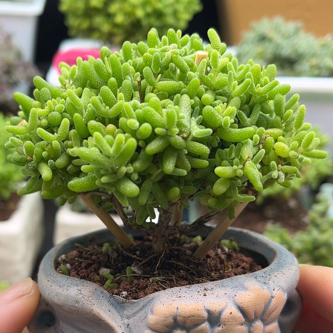 19蜜桔带盆优选枝干