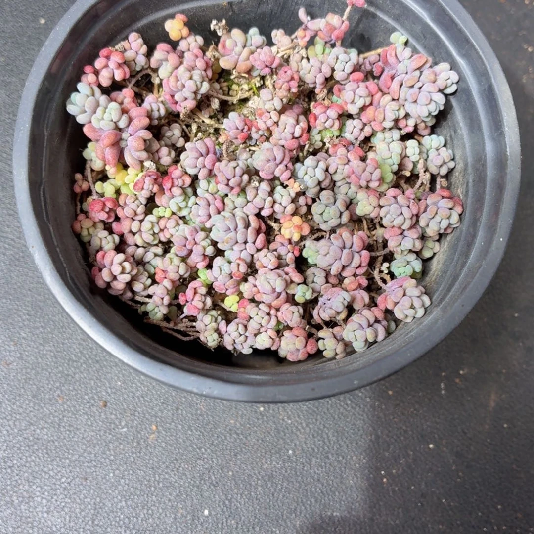 大姬星美人多肉9.9包邮发货