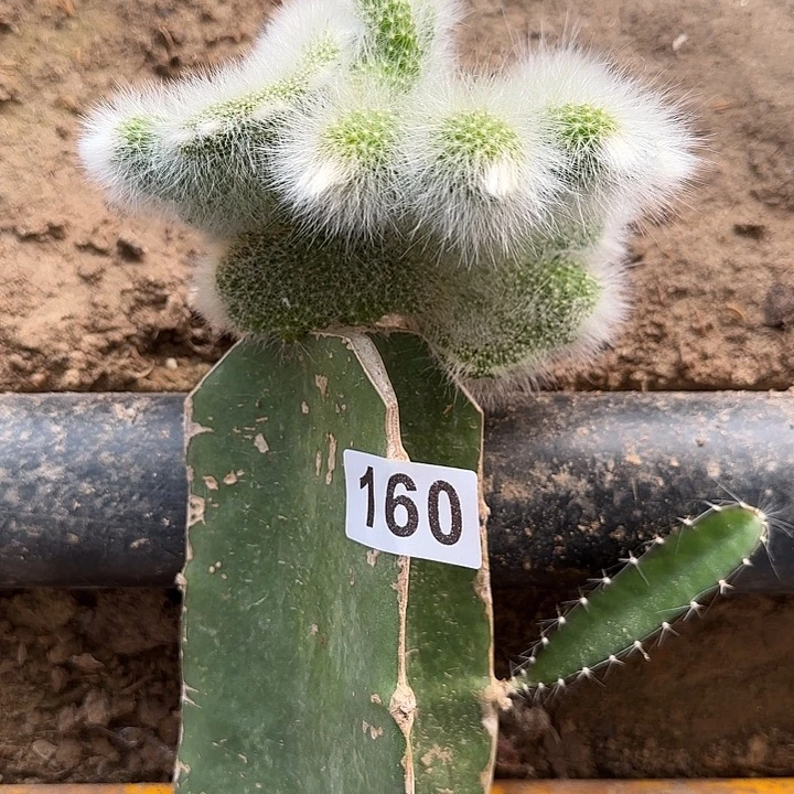 秋***人无花朵嫁接九尾狐160